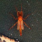 Midge