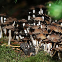 Glistening Ink Cap