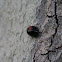 lady bug