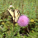 Tiger swallowtail