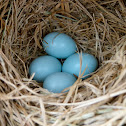 Bluebirds (box #4, brood #2)