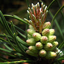 Pine shoots