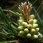 Pine shoots