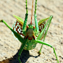 Greater Arid-land Katydid