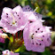 Bog Laurel