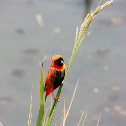 Southern Red Bishop
