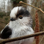 Long-tailed Tit/ Schwanzmeise