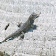 Western Fence Lizard