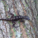 Brown Anole