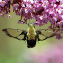 Hummingbird Clearwing Moth