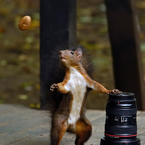 Lens or nut by Gabriel Catalin - Animals Other Mammals ( squirrels, autumn, nut, fun, lens )