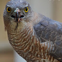 Shikra