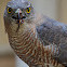 Shikra
