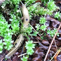 Banana slug