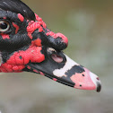 Muscovy Duck (male)