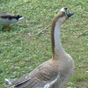 Chinese Goose