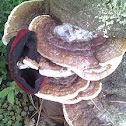 fungi