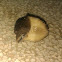 Slug