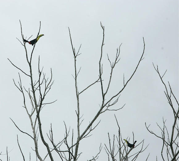 Spotting Image 1