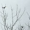 Keel-billed Toucan