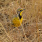 Yellow-throated Longclaw