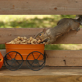 Autumn Squirrel by Pat Abbott - Wildlife Mammals ( animals, squirrels, wildlife )