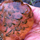 Spotted salamander