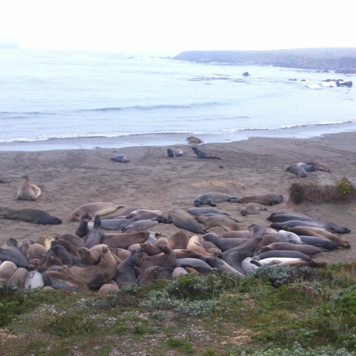 Elephant seals