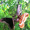 cecropia moths