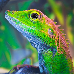 Chameleon by Jun Santos - Animals Reptiles