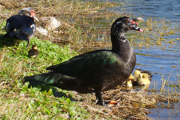 Spotting Image 1