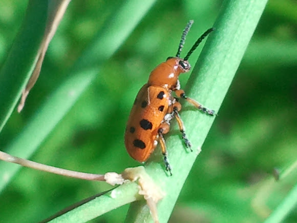 Spotting Image 1