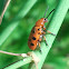 Twelve-spotted Asparagus Beetle