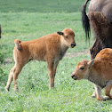 American Bison