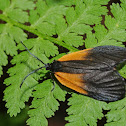 Orange-patched smoky moth