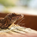 Brown Anole