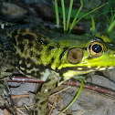 Northern Leopard Frog