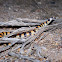 Variable Sand Snake