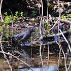 Rusty Blackbird