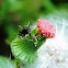 Trap Jaw Ant