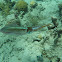Caribbean Reef Squid