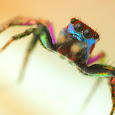 Jumping Spiders of the World