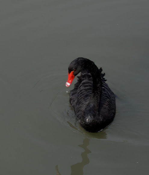 Spotting Image 1
