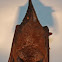 Eastern Horseshoe Bat