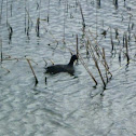 American Coot