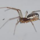 Filmy Dome Spider