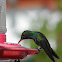 rufous tailed hummingbird