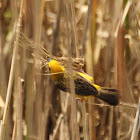 Asian Golden Weaver นกกระจาบทอง