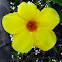 Golden Trumpet