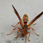 Paper Wasp
